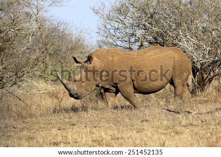 A white rhino grazing in an open field in South Africa