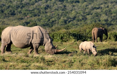 A Female white rhinoceros / rhino and her calf find themselves surrounded by a herd of African elephant in this unique image of two of the big five together.