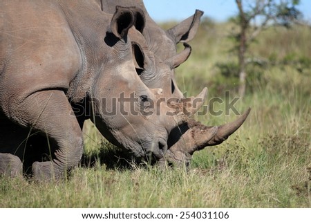 Mother and calf white rhino show off their horns in the Eastern Cape, South Africa