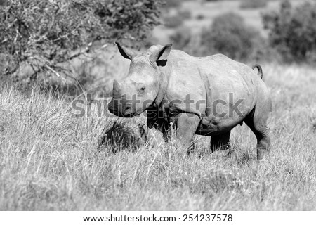 A white rhino calf portrait in black and white