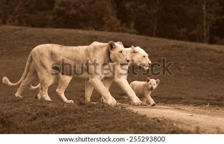 3 generations of white lioness in this special photo. mother daughter and grand daughter all walking with the same foot forward.
