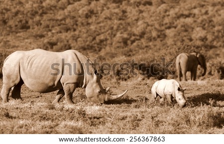 A Female white rhinoceros and her calf find themselves surrounded by a herd of African elephant in this unique image of two of the big five together.