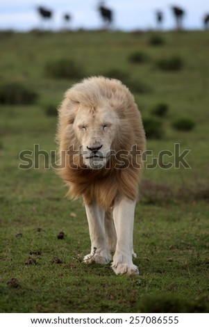 A white lion walking with a herd of wildebeest watching from the background