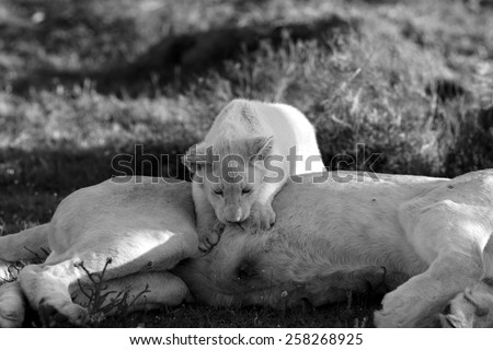 A white lioness and a big male lion share a tender loving moment with one of the young cute baby white lion cubs. Taken on safari in South Africa, Eastern Cape