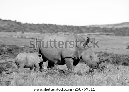 A mother white rhinoceros / rhino and her calf in this sepia tone image.