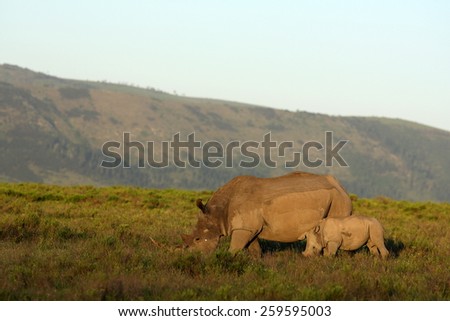 A mother white rhinoceros / rhino and her calf grazing in this image.