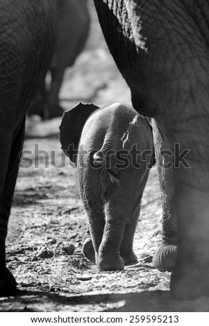 A new born baby elephant calf interacts with his family and other siblings in this beautiful monochrome photo taken in Addo elephant national park,eastern cape,south africa
