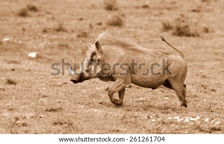 A big male warthog / wild pig running with his tail up in this sepia tone image