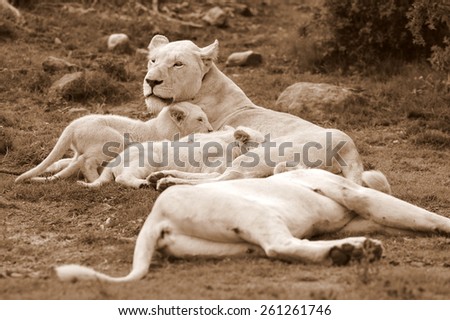 Two white lioness shares a tender loving moment with there young cute baby white lion cubs. Taken on safari in South Africa, Eastern Cape