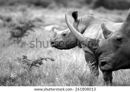 A big female white rhino and her baby calf, together in this nuturing, teaching photo taken in South Africa.