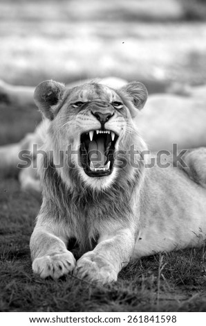 A young male lion yawning and showing off his teeth in this black and white image.