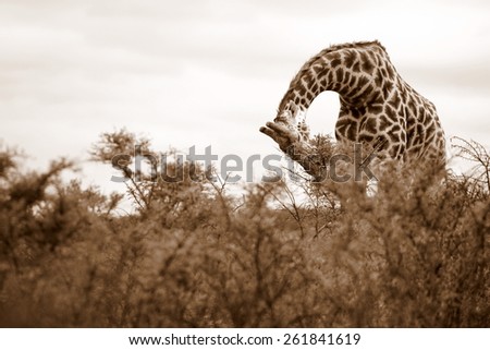 A giraffe feeding in this low down angled, sepia tone image.