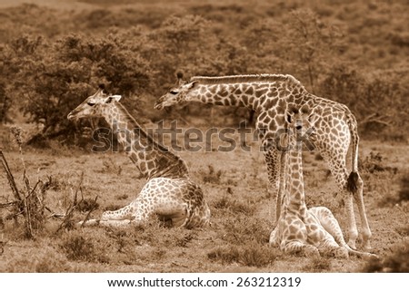 A herd of giraffe with some sitting down. Sepia tone.