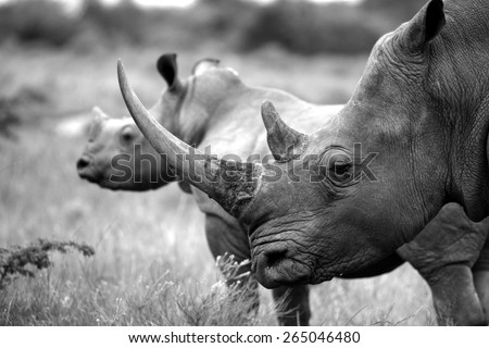 A big female white rhino / rhinoceros and her baby calf, together in this nurturing, teaching photo taken in South Africa.
