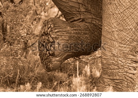 An elephant walking. Can see the texture of the sole of the foot and image shows movement.