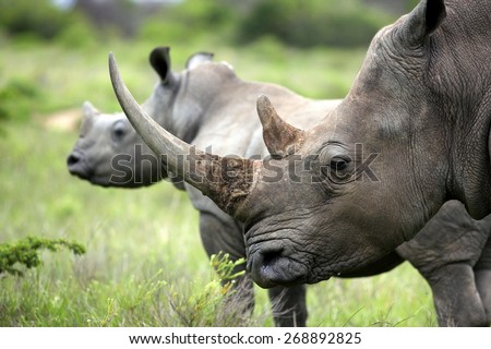 A close up of a female rhino / rhonoceros and her calf. Showing off her beautiful horn. Protecting her calf. South Africa