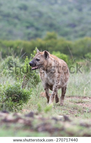 A spotted hyena portrait from safai in South Africa