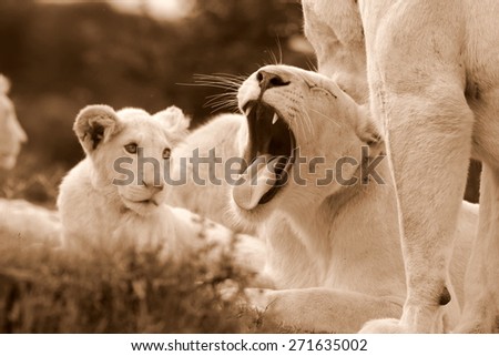A white lion pride in south africa. Female, male and cubs.