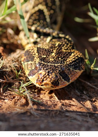A big Puff Adder snake photographed in South Africa. Golden sun on its colorful body.