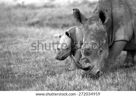 A close up of a female rhino / rhonoceros and her calf. Showing off her beautiful horn. Protecting her calf. South Africa