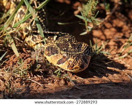 A big Puff Adder snake photographed in South Africa. Golden sun on its colorful body.
