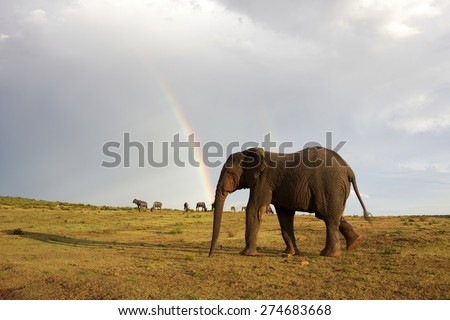 An African elephant crosses an open field with a rainbow and some wildebeest antelope in the background. South Africa