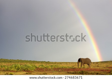 An African elephant crosses an open field with a rainbow in the background. South Africa