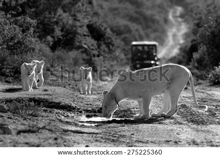A female white lion and her white cubs have a drink in this black and white image taken on safari in South Africa