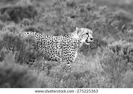 A beautiful black and white tone image of a cheetah walking oven the plains.Taken on safari in Africa.