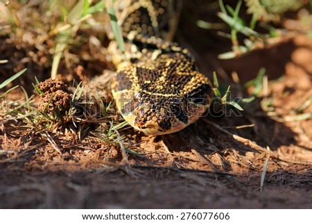 A big Puff Adder snake photographed in South Africa. Golden sun on its colorful body