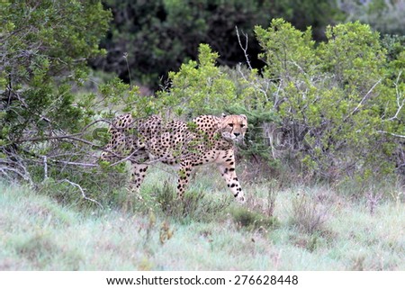 A beautiful image of a cheetah walking oven the plains.Taken on safari in Africa.
