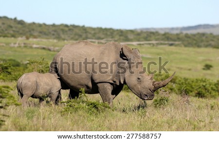 A mother white rhinoceros / rhino and her calf grazing in this image.