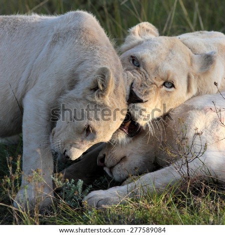A white lioness shares a tender loving moment with one of the young cute baby white lion cubs. Taken on safari in South Africa, Eastern Cape
