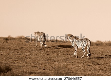 Two cheetah on the move in South Africa
