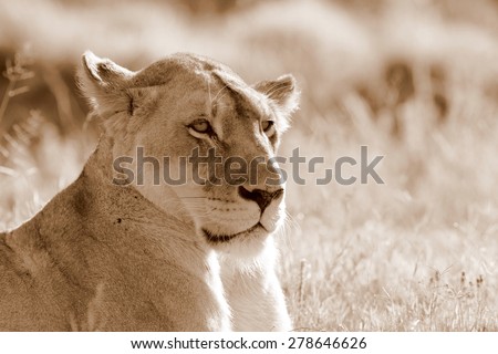 A lioness looks into the distance
