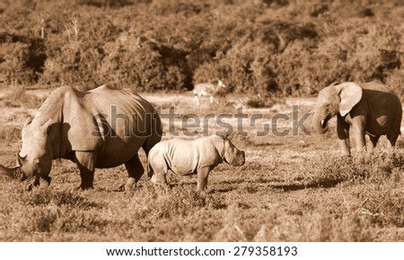 A Female white rhinoceros / rhino and her calf find themselves surrounded by a herd of African elephant in this unique image of two of the big five together.