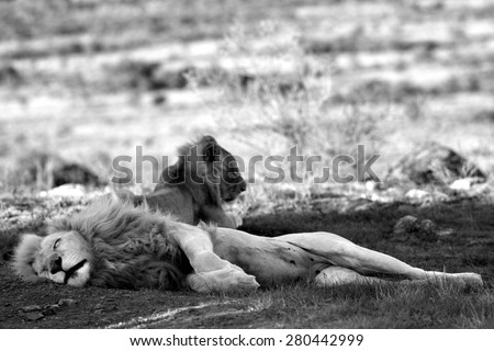 A white lioness and a big male lion share a tender loving moment with one of the young cute baby white lion cubs. Taken on safari in South Africa, Eastern Cape