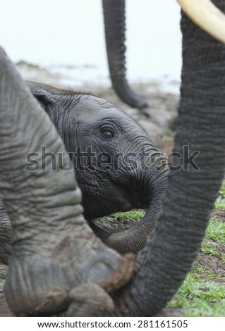 2 young elephant play, roll around and mud wallow in this photo taken on safari in South Africa