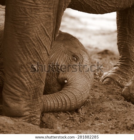 2 young elephant play, roll around and mud wallow in this photo taken on safari in South Africa