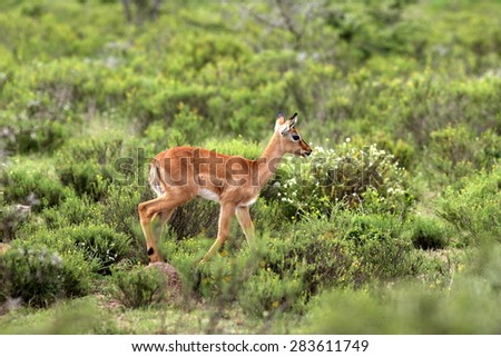A baby impala antelope in an open green field. South Africa