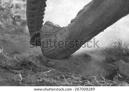 An African Elephant uses her trunk to smell water and then digs with her specialized round hard feet to get to the water. Africa