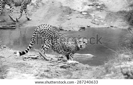 Two cheetah stops for a quick drink of water while hunting in Africa.
