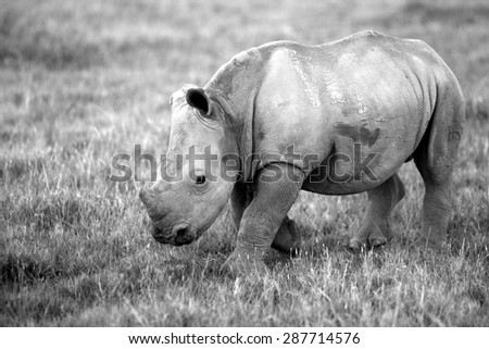 A new born white rhino / rhinoceros in this black and white portrait image.
