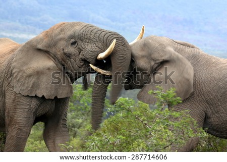 Two elephant bulls trunk wrestle and fight for hierarchy within the elephant herd. South Africa