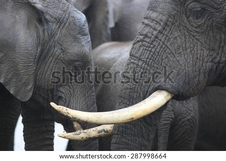 An abstract image of a herd of elephants close up.