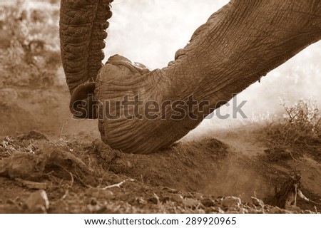 An African Elephant uses her trunk to smell water and then digs with her specialized round hard feet to get to the water. Africa