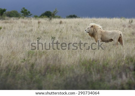 A huge white lion isolated in an open field of dry khaki grass. South Africa