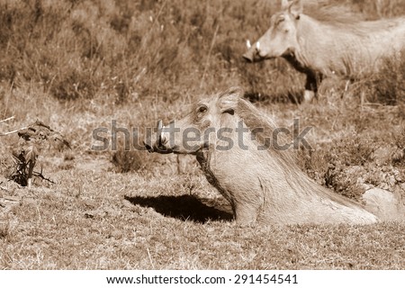 A big warthog exits his burrow with another in the background. South Africa