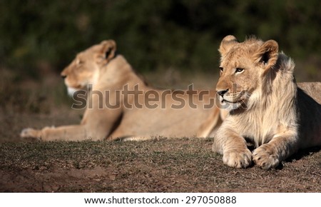 Two lion. A lioness and her younger male son in this black and white image from South Africa