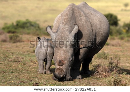 A photo of a female rhino / rhinoceros and her calf. Showing off her beautiful horn. Protecting her calf. South Africa